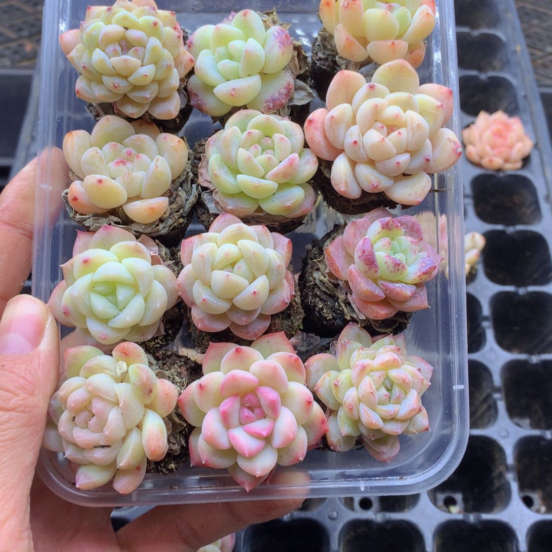 反反复复还是很开心062