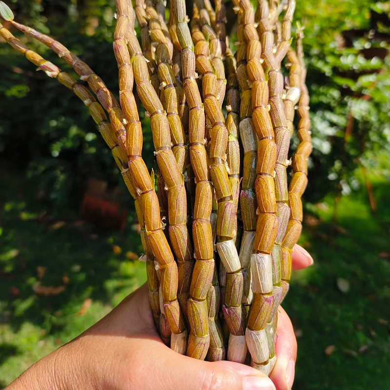 云南鲜斛条铁皮胶质丰富