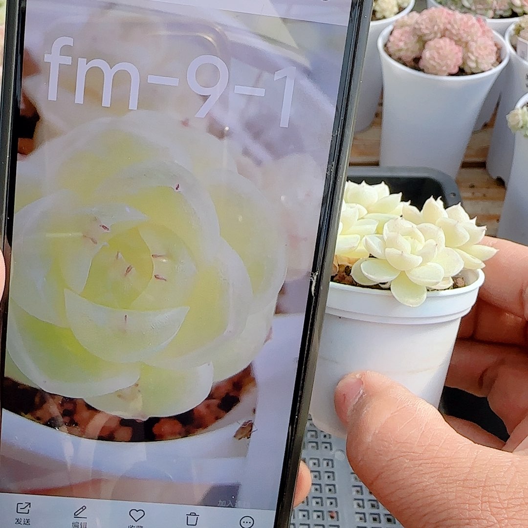 萍***1204-63（fm-9-1）散的散的福利