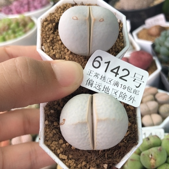 6142，如图两颗2.8-2.9厘米高尔夫有点老板
