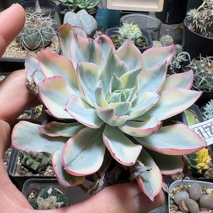 170阿美星锦脱土发货