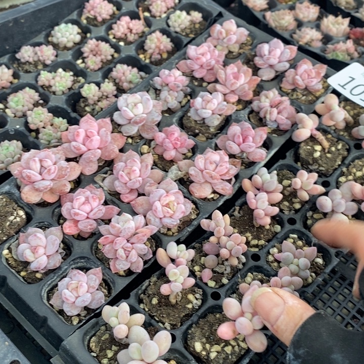 101 多肉植物盆栽花卉植物