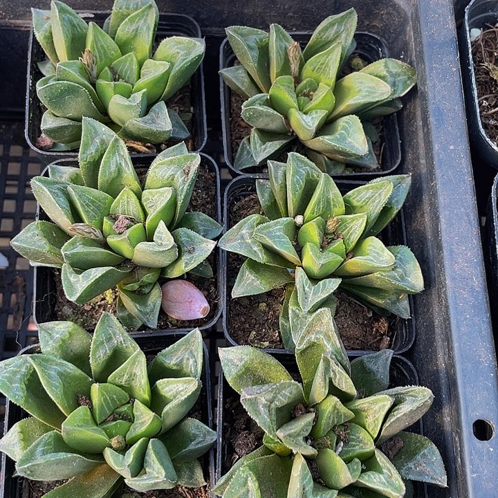 姬寿2.8带盆土发货