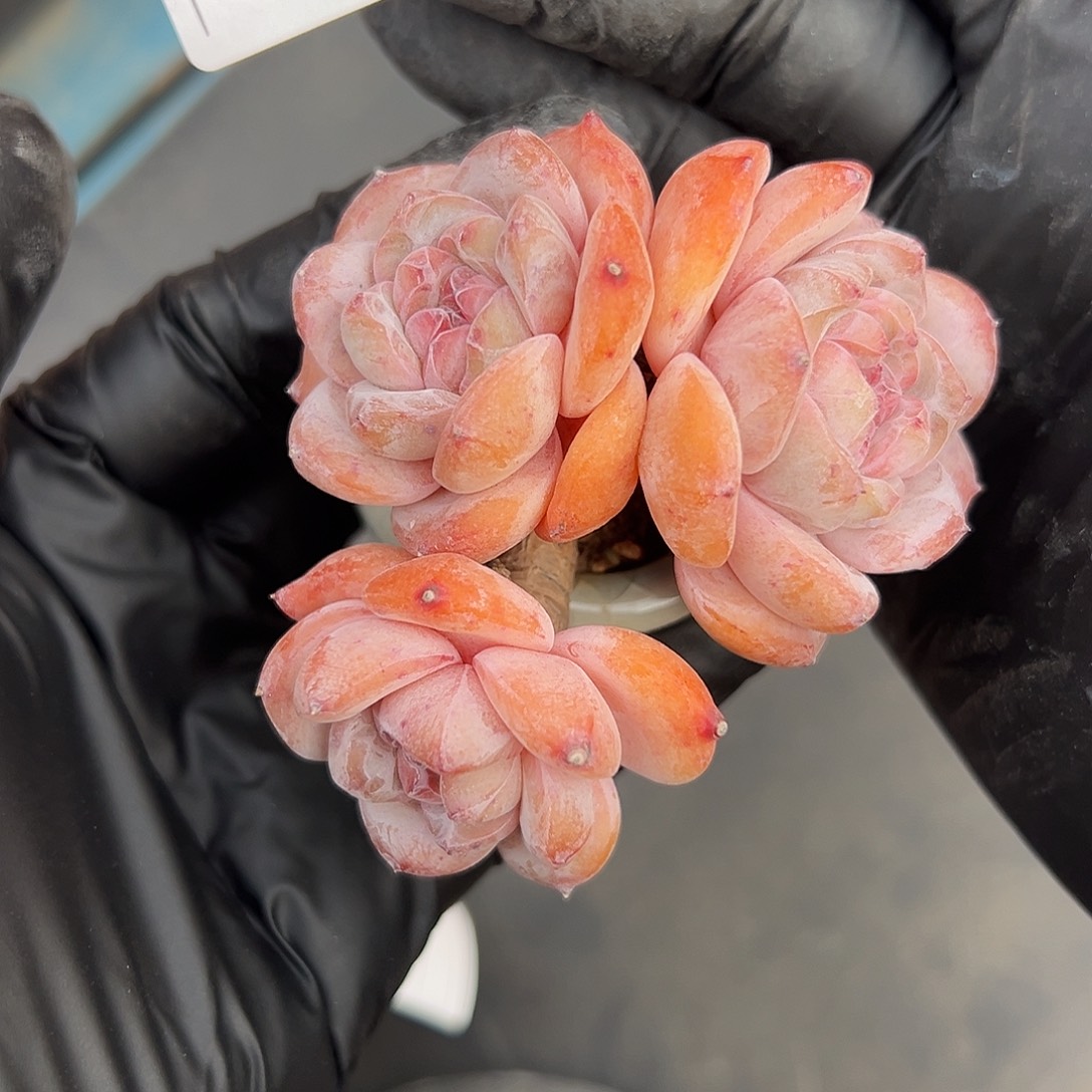 2771，三头星影带盆发的飘枝粗腿