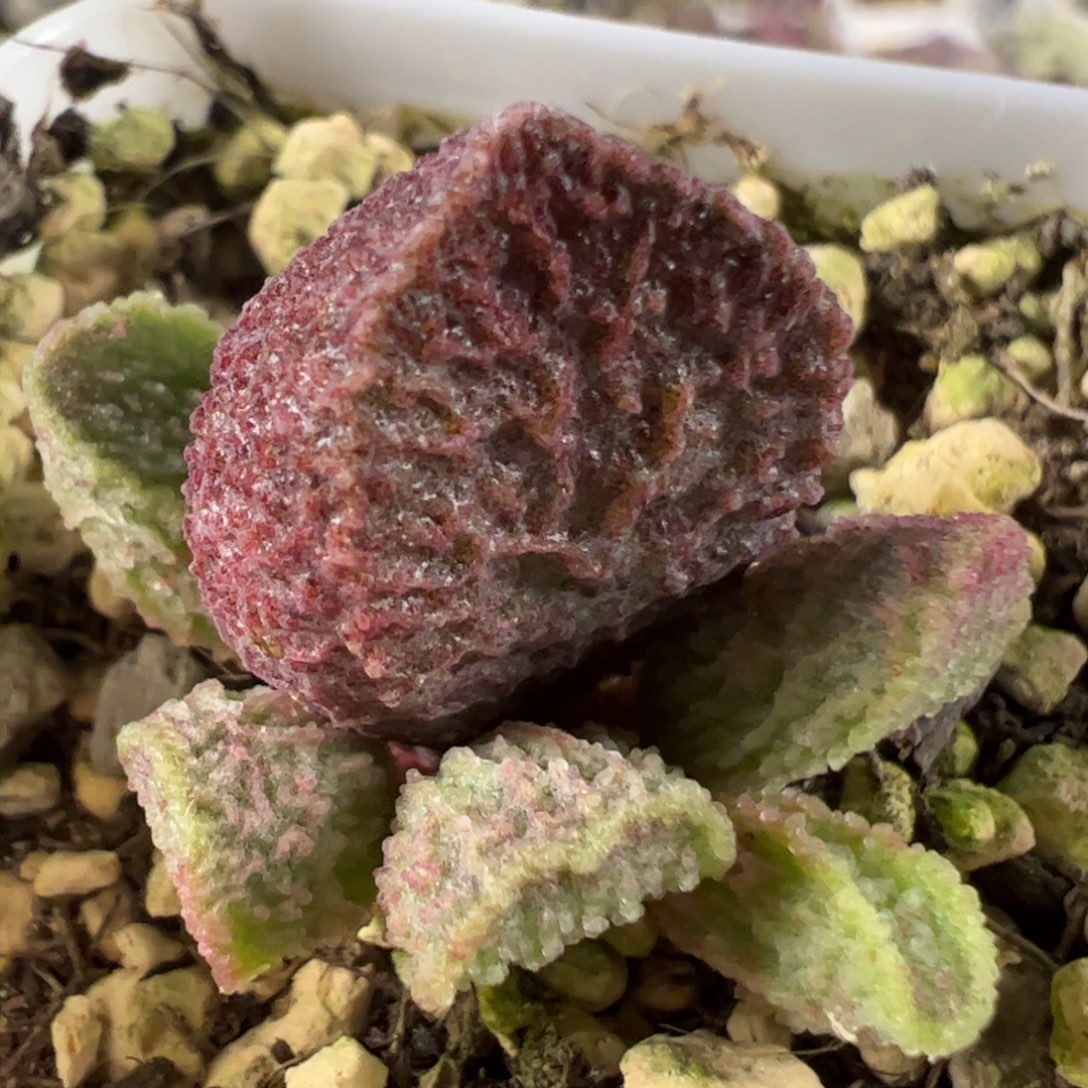 实生低叶苗纹路款多肉植物水泡