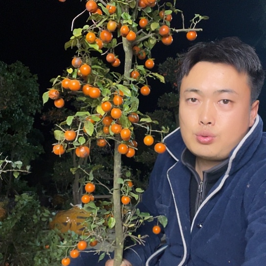 无花朵金弹子庭院原生品种