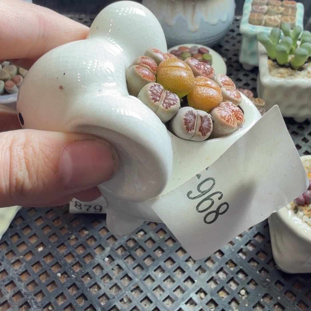 千***荷多肉葡萄的味道真的968