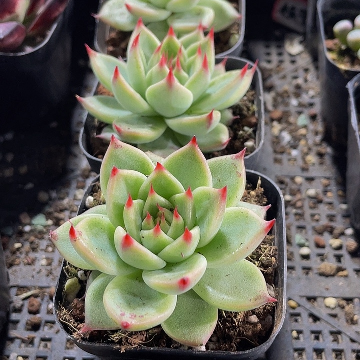 托斯卡带盆土发货