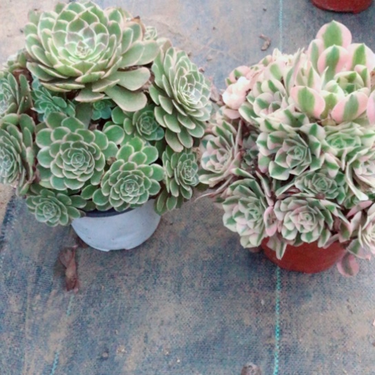 揽***昔无花朵两颗法师多肉植物