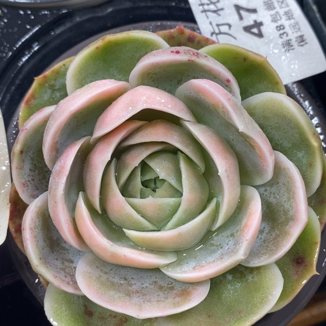 471蓝色惊喜锦单头带根