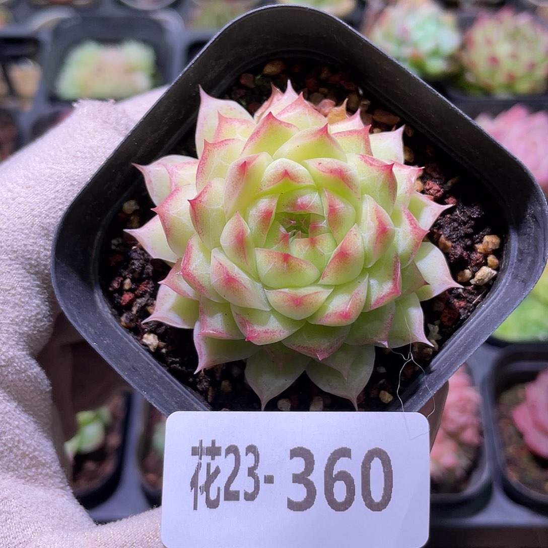 花利美23-360女王玫瑰