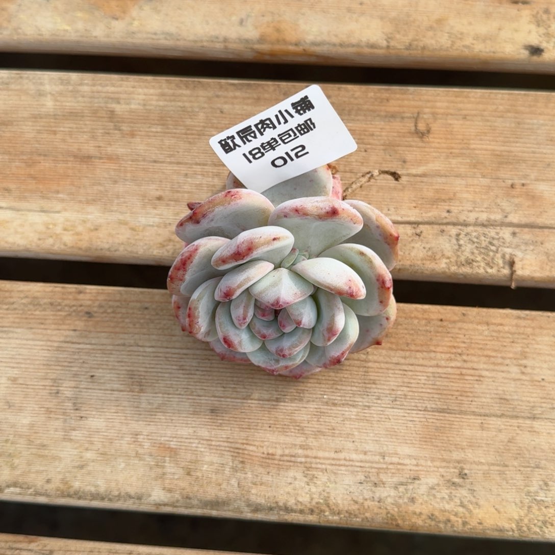 多肉植物石榴籽单头012