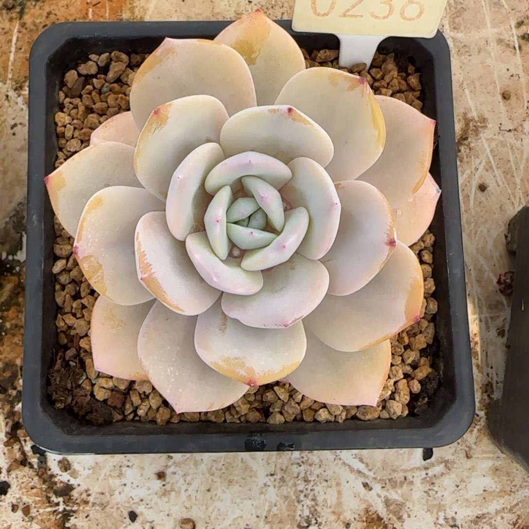 西***粉0236。      奶茶单头