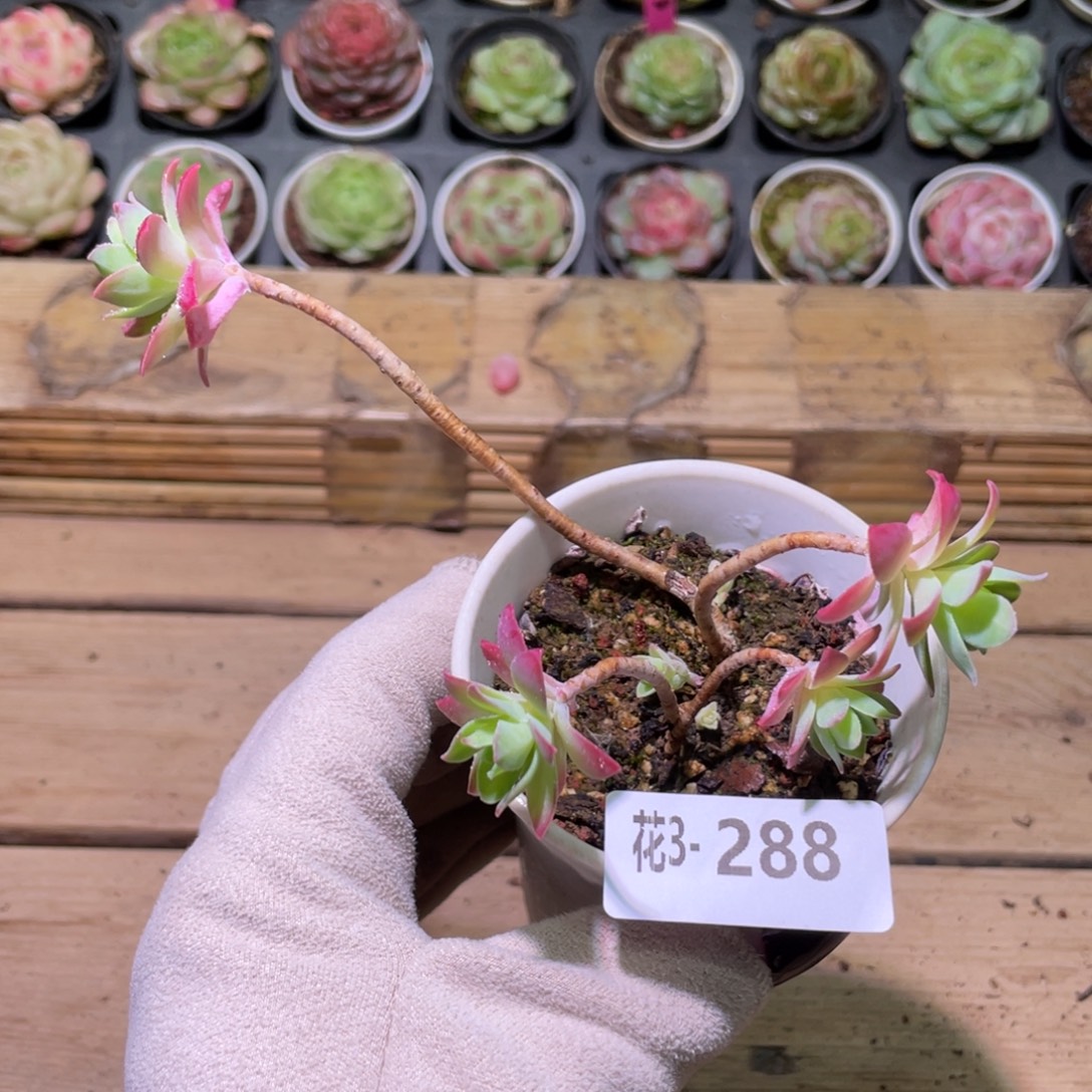 花利美3-288薄化妆