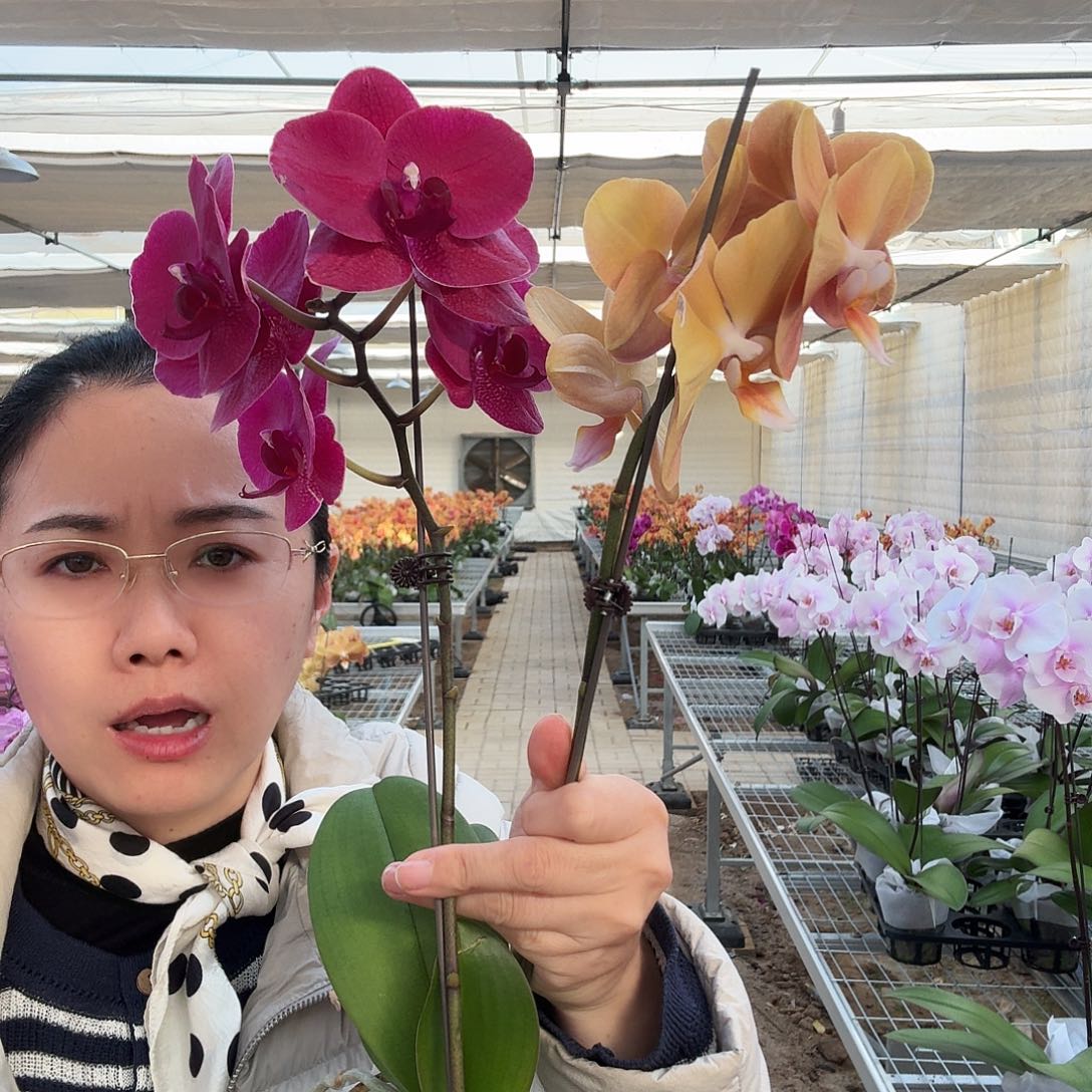 完全开放蒙特勒1颗，摩纳哥1颗