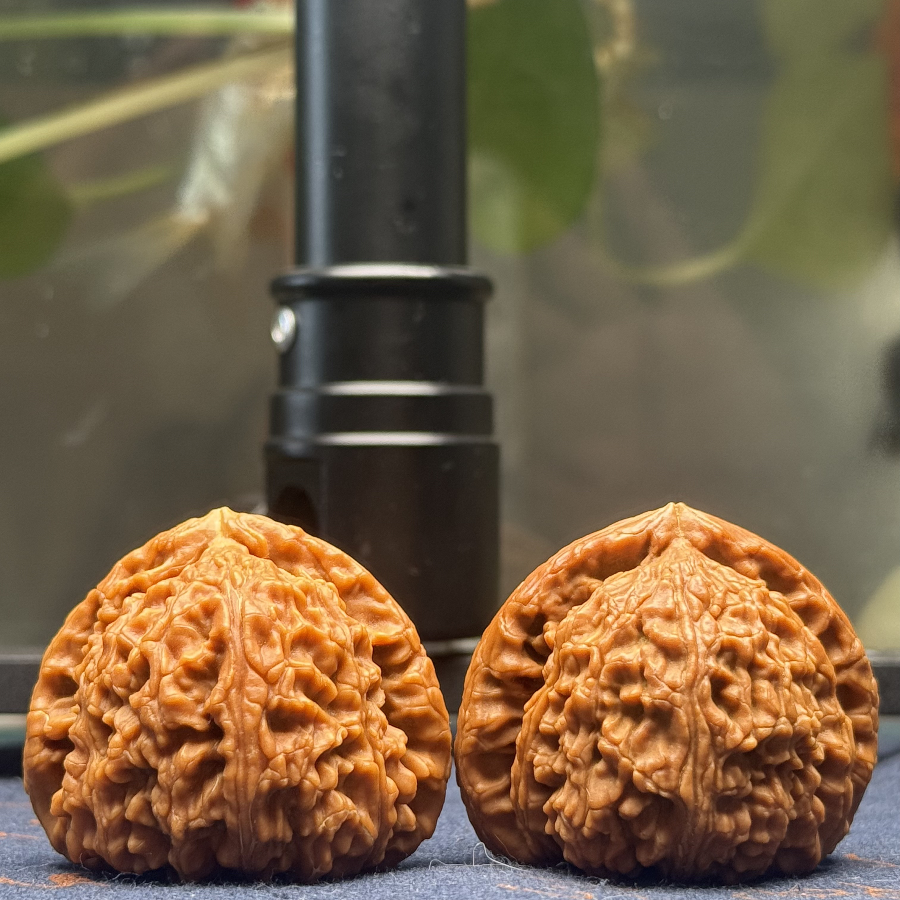 全品三角白45狮子头