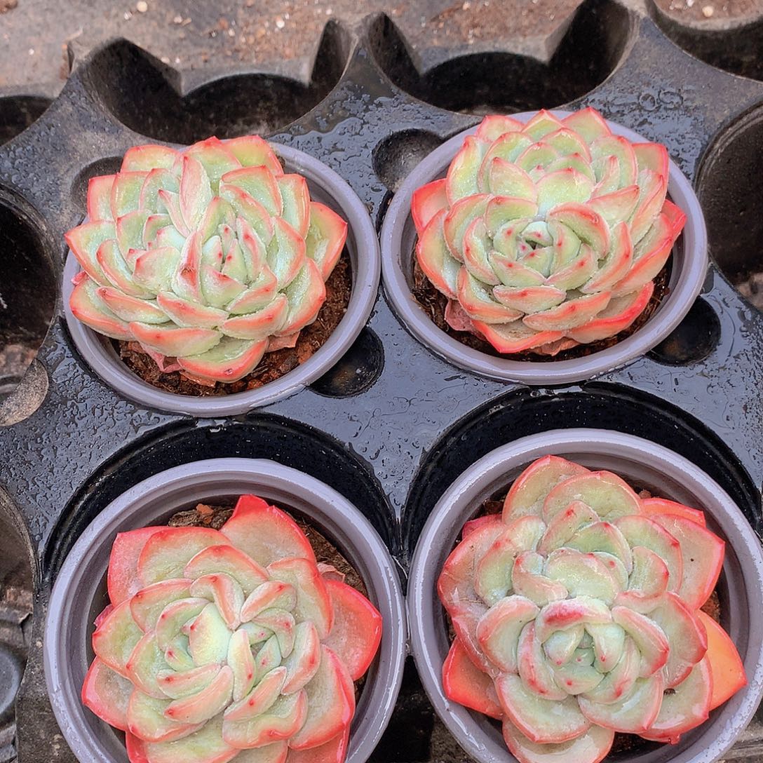 双头泡芙3456778889999