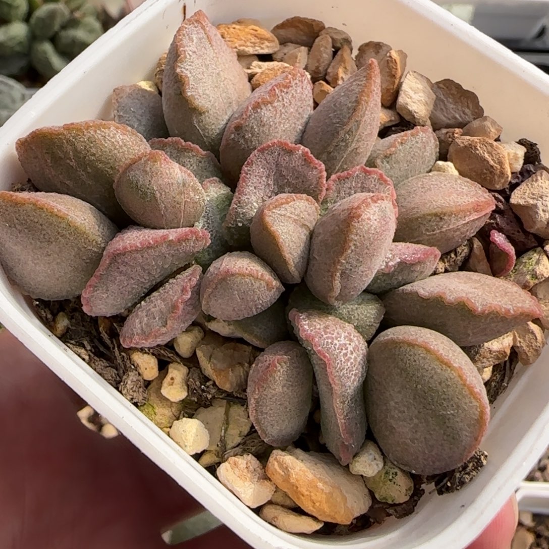 暖阳磨砂蛋多肉植物