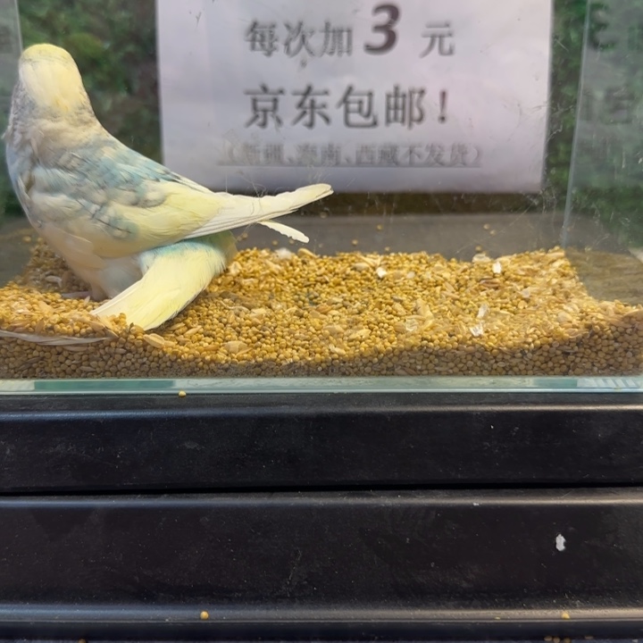 虎皮鹦鹉大头虎皮鹦鹉