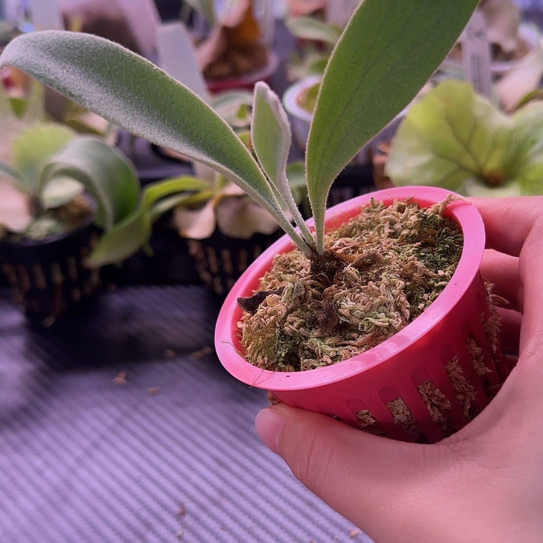 A1鹿角蕨孢子苗喔