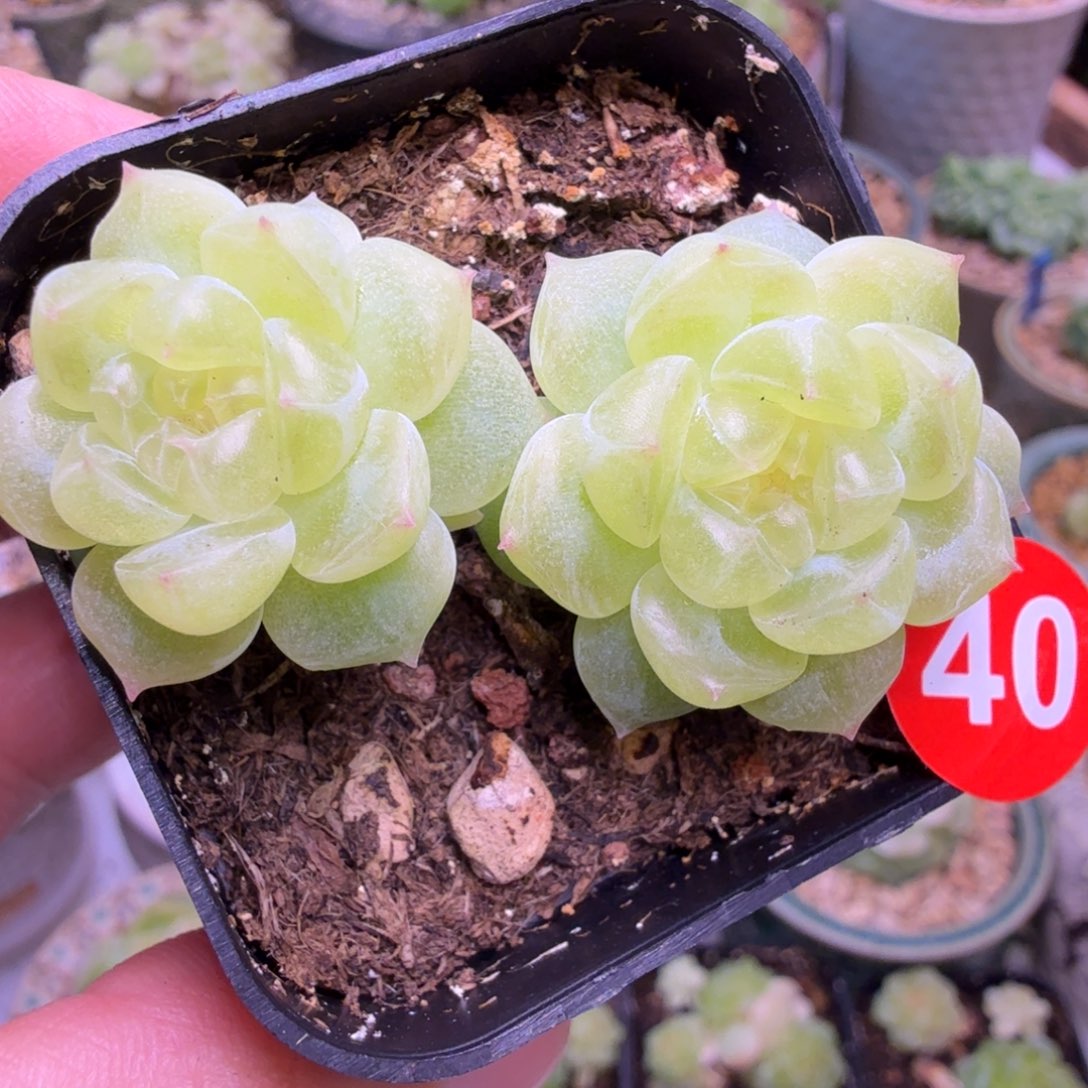 40号财富8888双头一物一拍