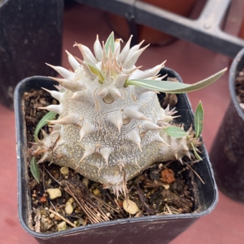 西巴女王5仙人球