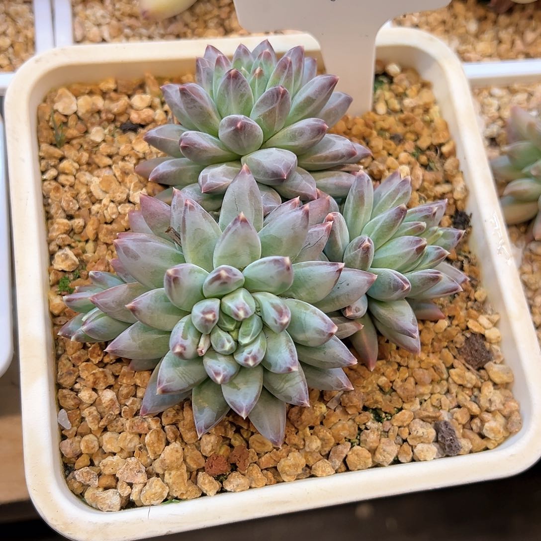 嘟*姥8、f j j h v h b b