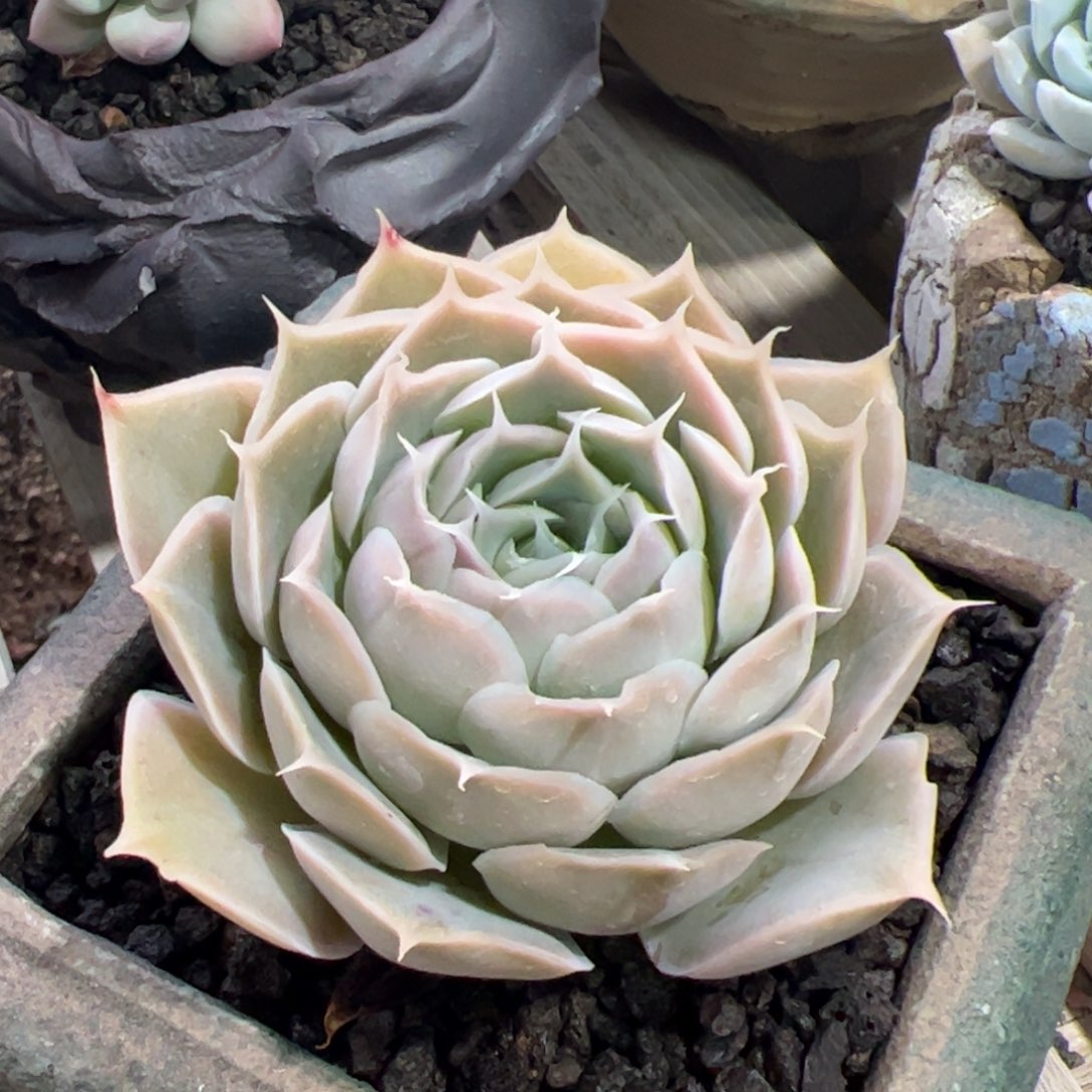 蓝丝绒杂多肉植物