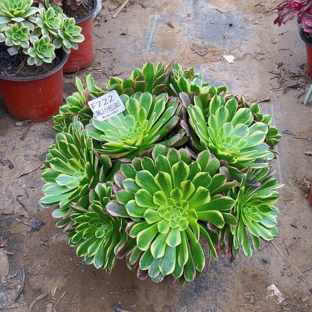 722朝霞多肉小损不包