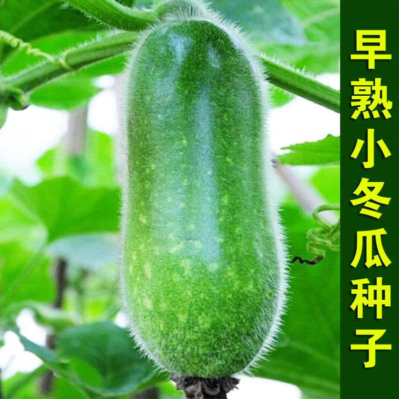 早熟小冬瓜种子种籽四季盆栽阳台小院蔬菜种子