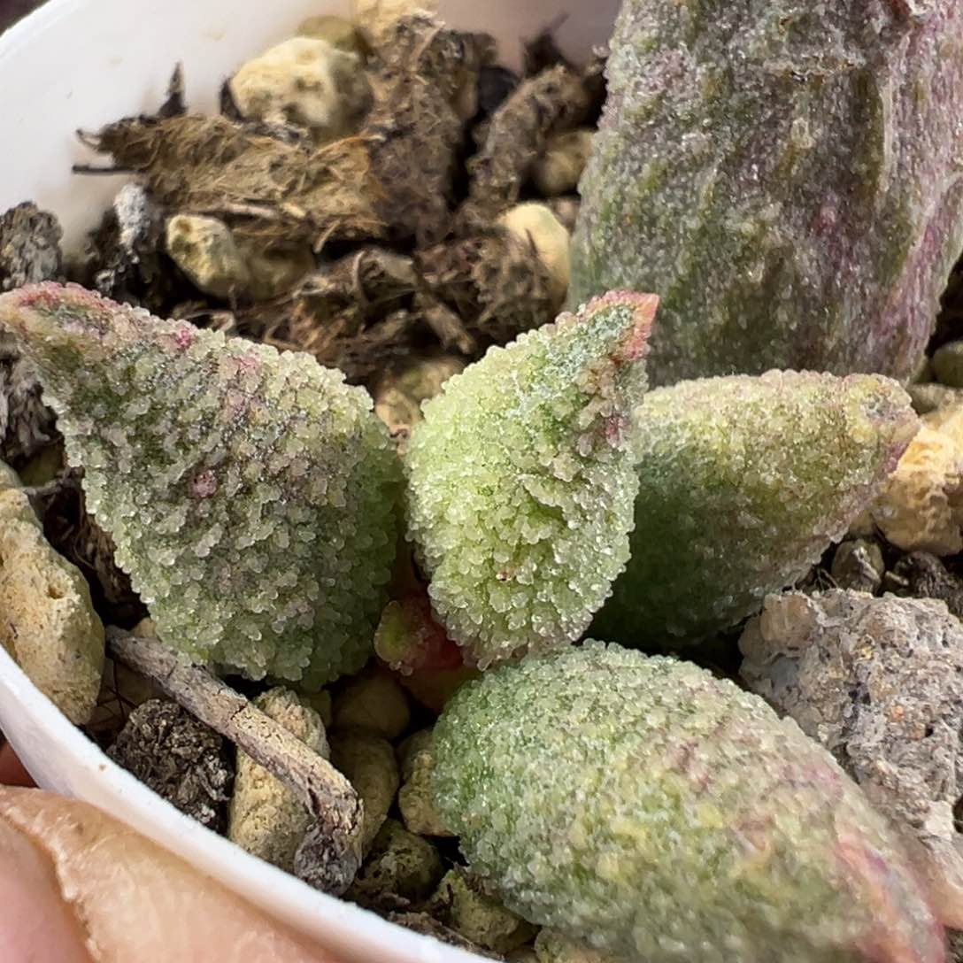 冰晶杂实生新品多肉植物