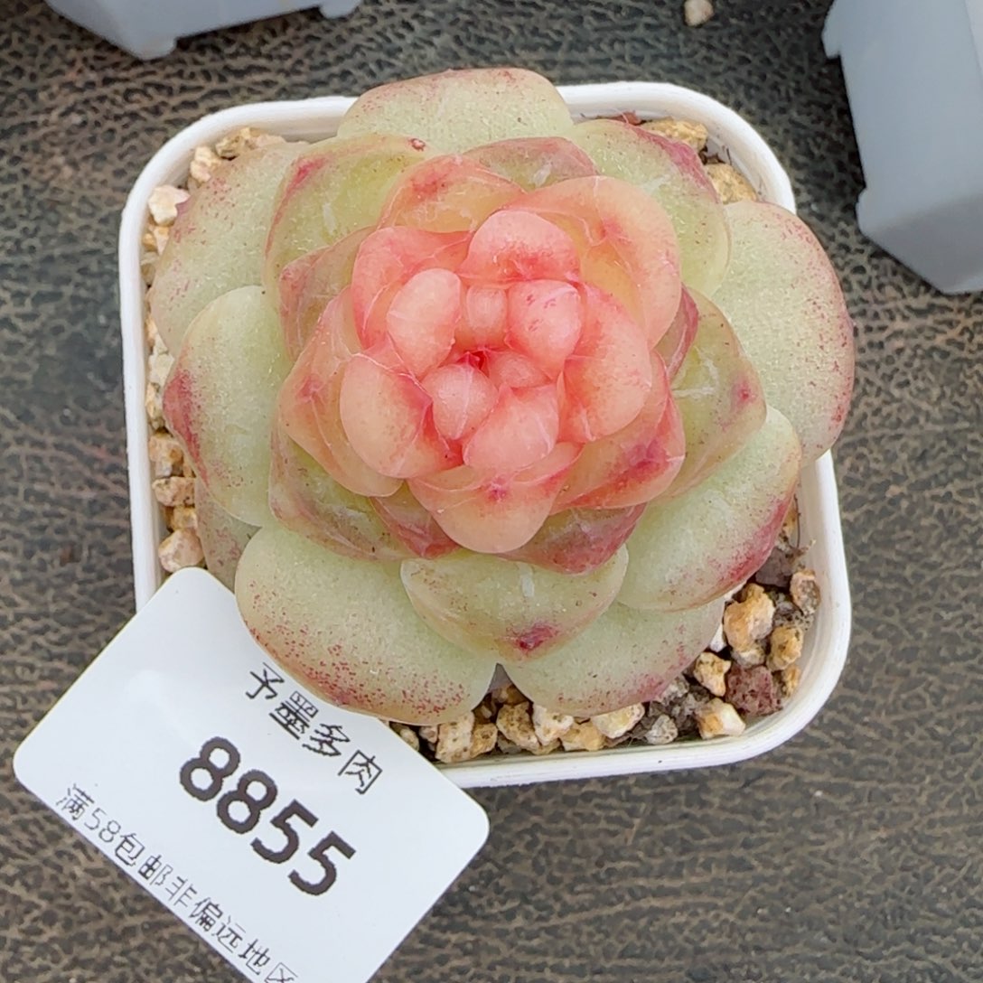 彩虹方糖，8855多肉
