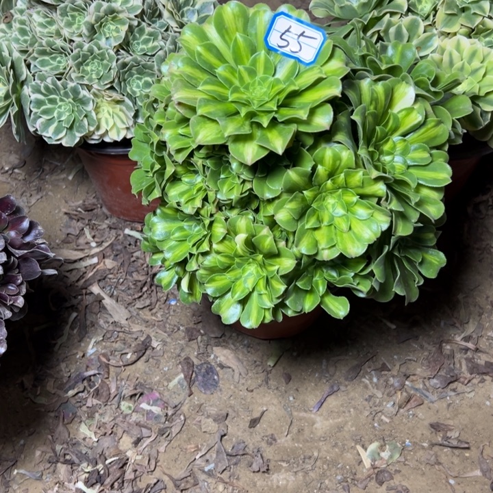 多肉植物翡翠法师55