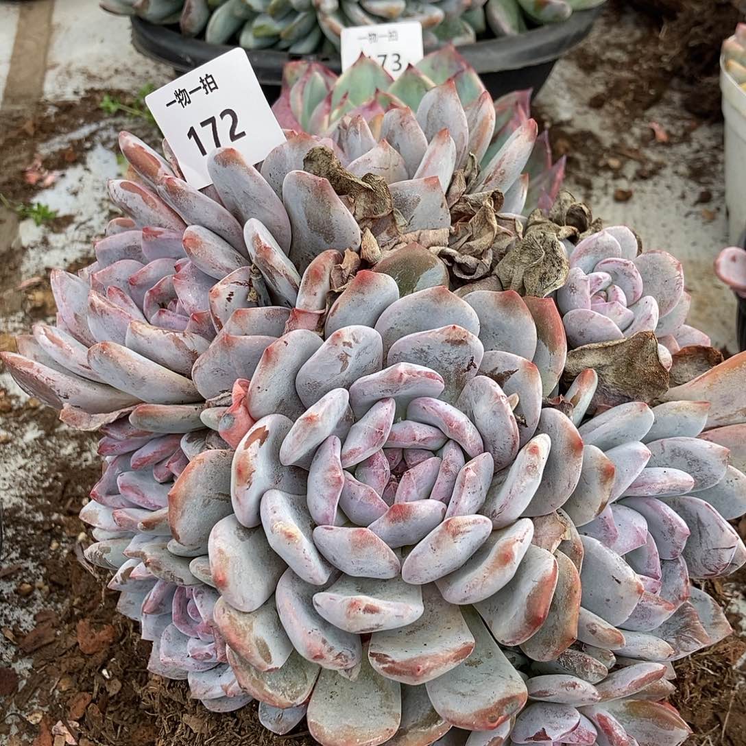 172 石榴籽一物一拍