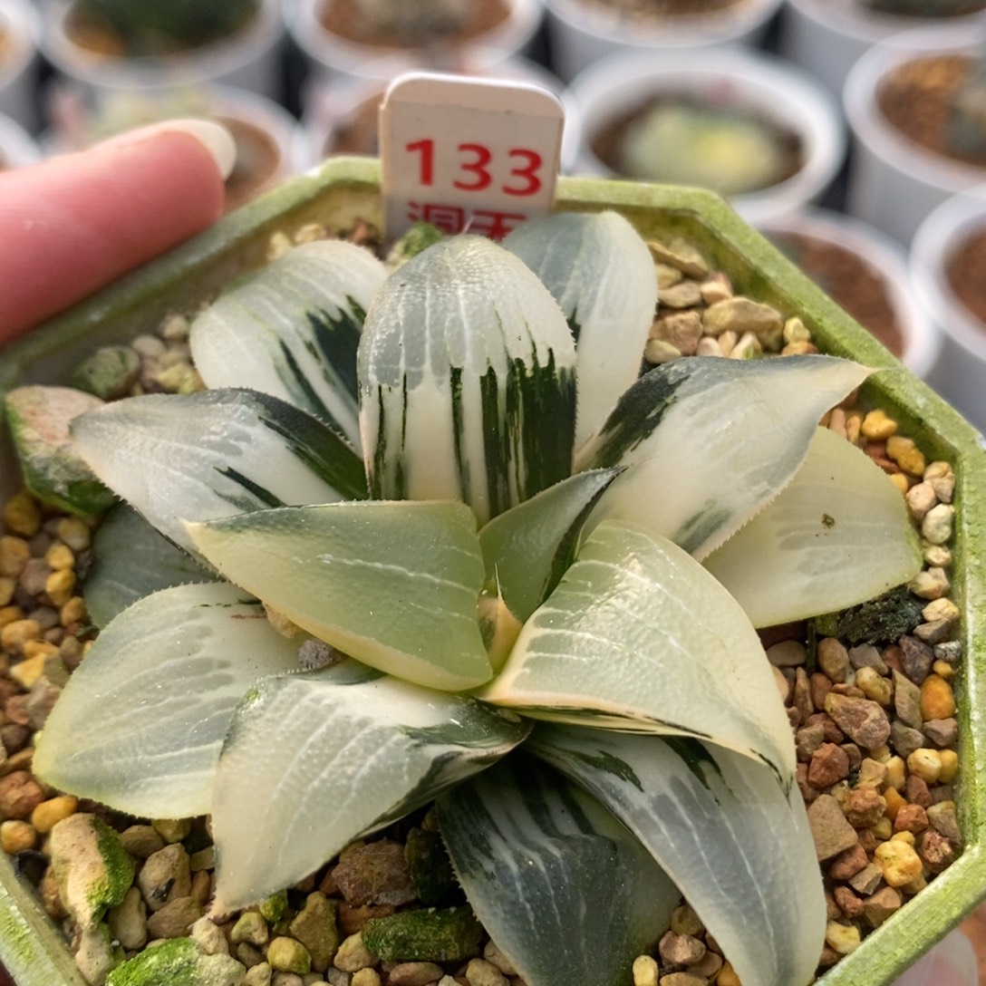 133裹实生克锦一物一拍