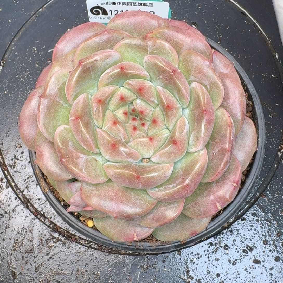 从前慢多肉精选编号1212.359