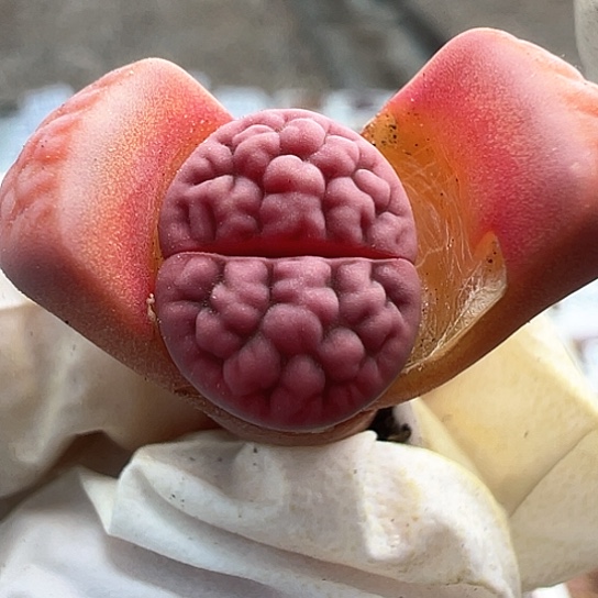 2340.阿克1.2公分生石花