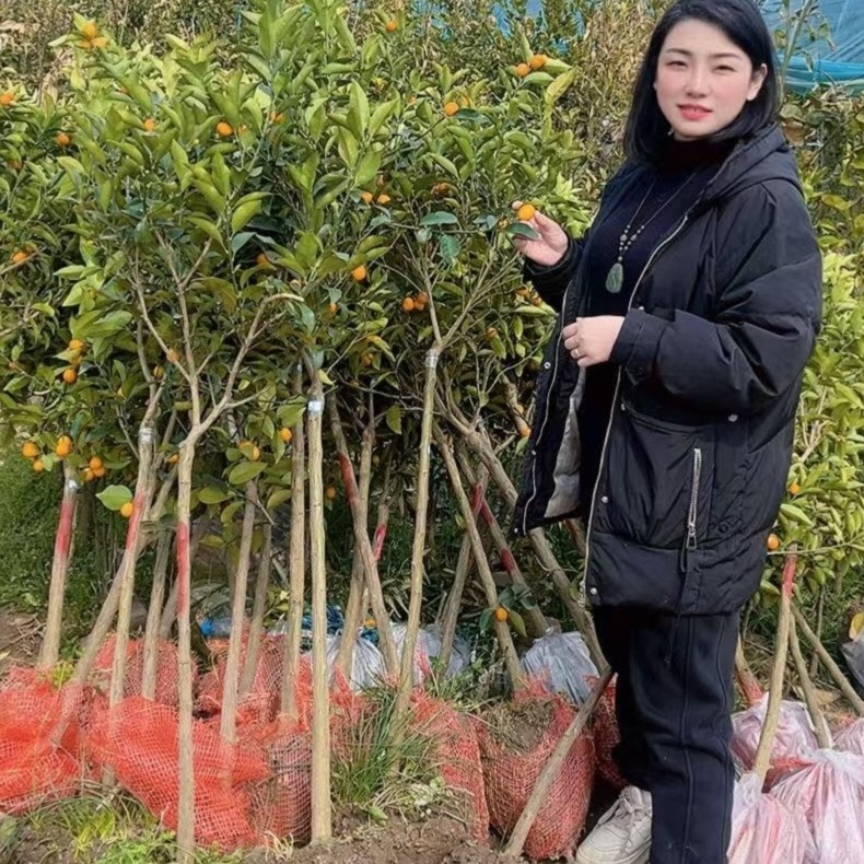 棒棒糖树形正宗二代脆皮金桔，纯甜无酸一物一拍！