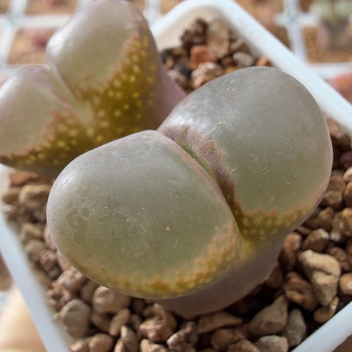 3843 风铃玉肉锥植物