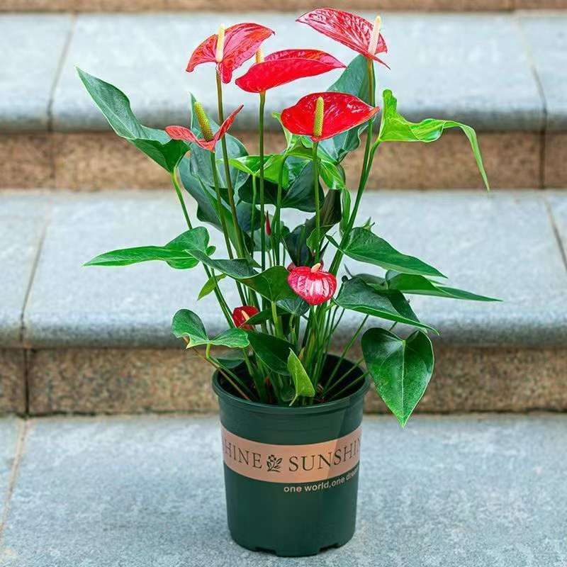 红掌盆栽正宗带花大型花卉室内家居绿植四季开花鸿运当头鲜花