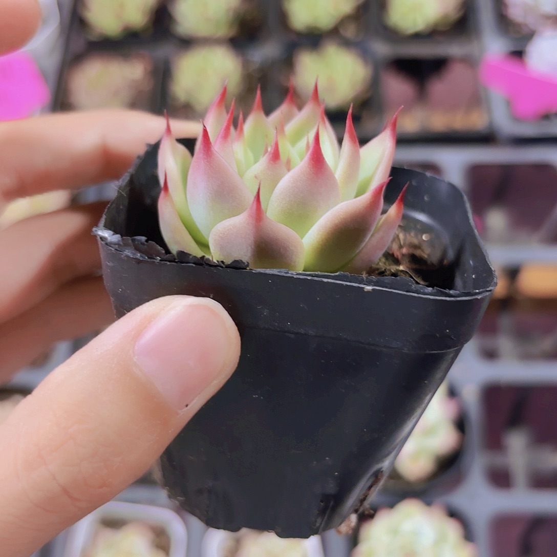 精品托斯卡多肉植物