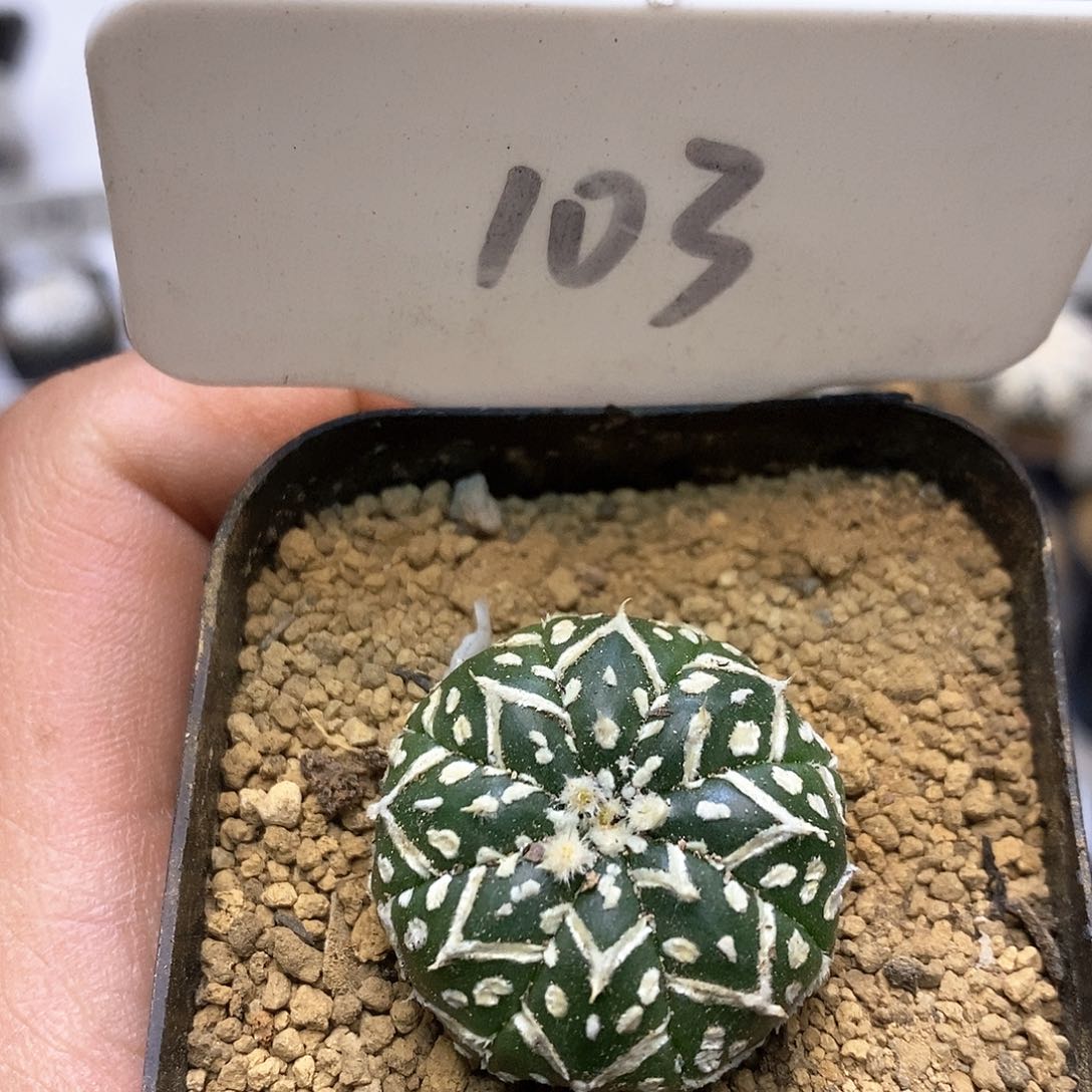 开播后我特价来了