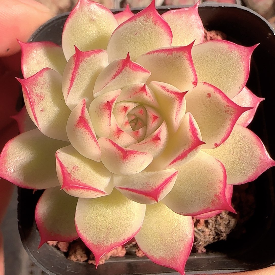 多肉1206-18女王玫瑰