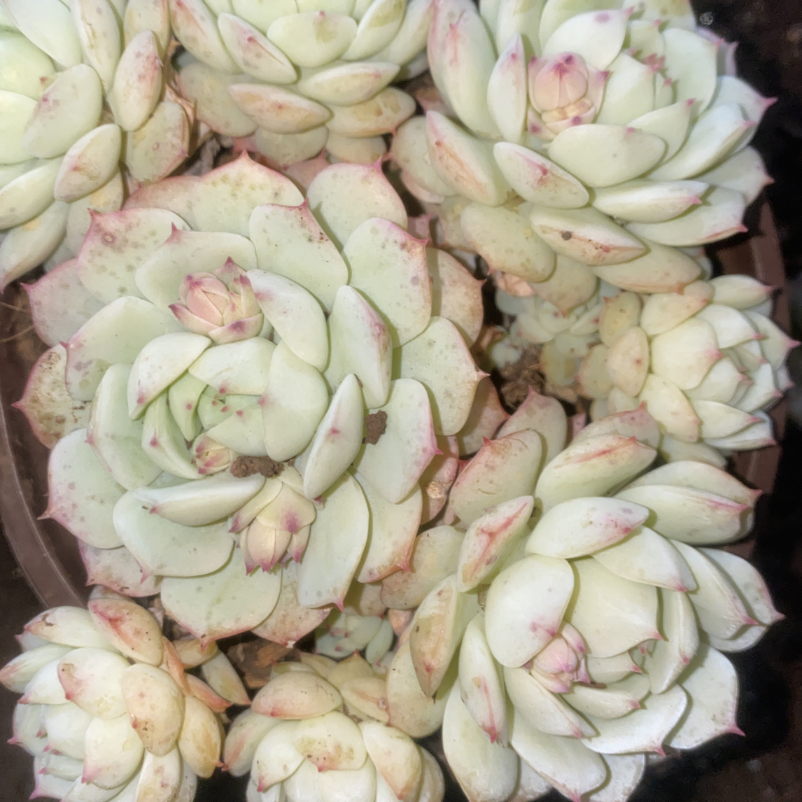 『静夜群』多肉植物盆栽 全店满15包邮