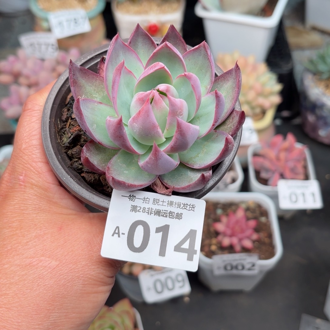 惊鸿仙子单头多肉