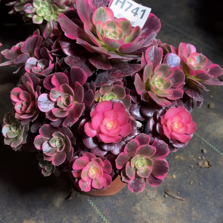 瑞妈，，。。。。741美杜莎，