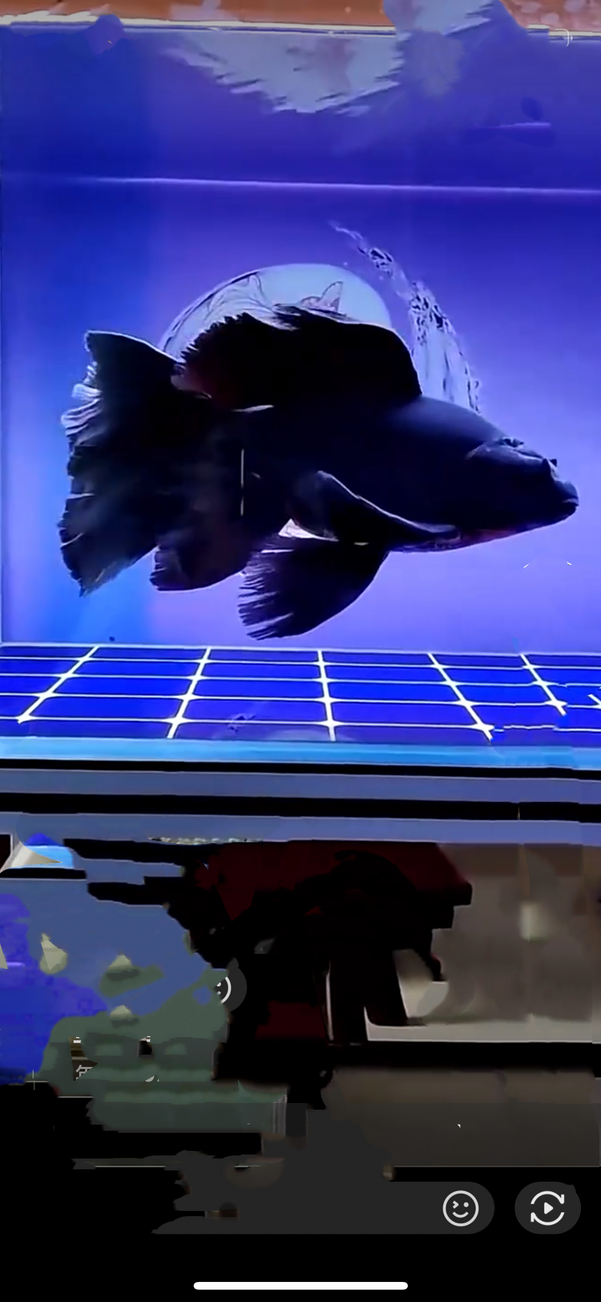 大鳍大尾的墨碟漂亮