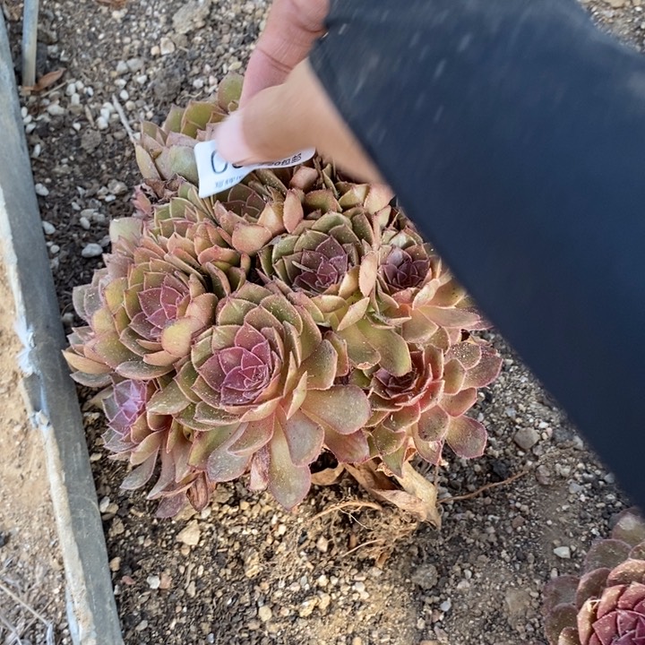 03153红修多肉植物