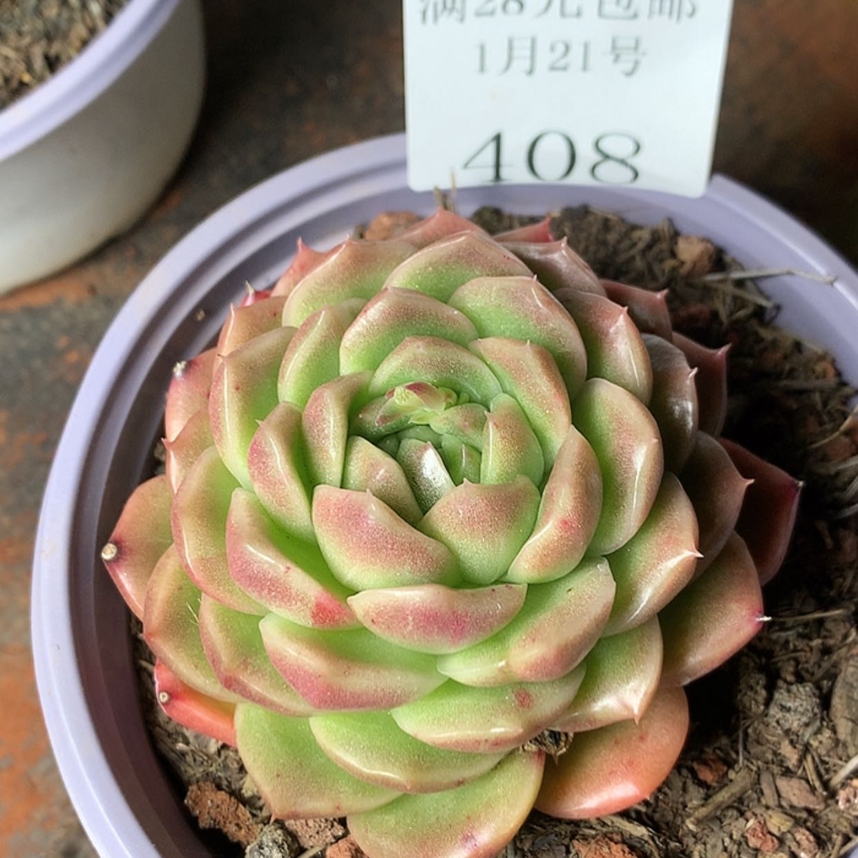 【闪购商品】云408