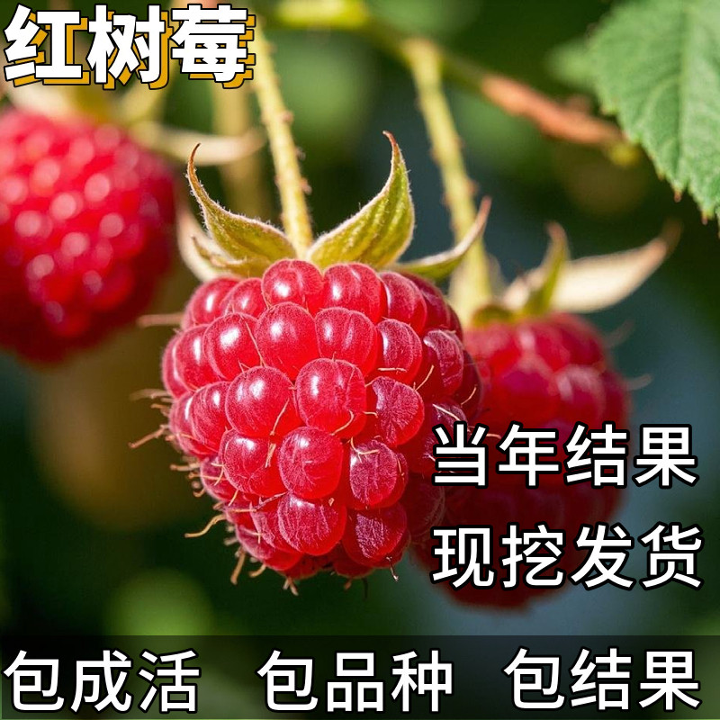 丰满红树莓苗南北方种植庭院耐寒果苗盆栽四季无刺覆盆子当年结果